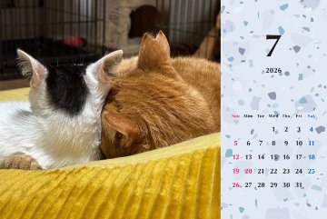 たろちゃじ2026年カレンダーの画像