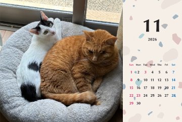 たろちゃじ2026年カレンダーの画像