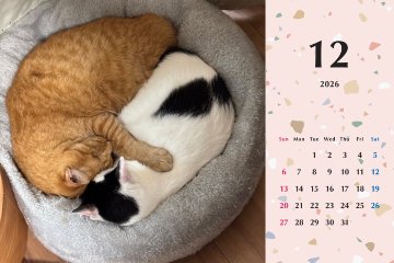 たろちゃじ2026年カレンダーの画像