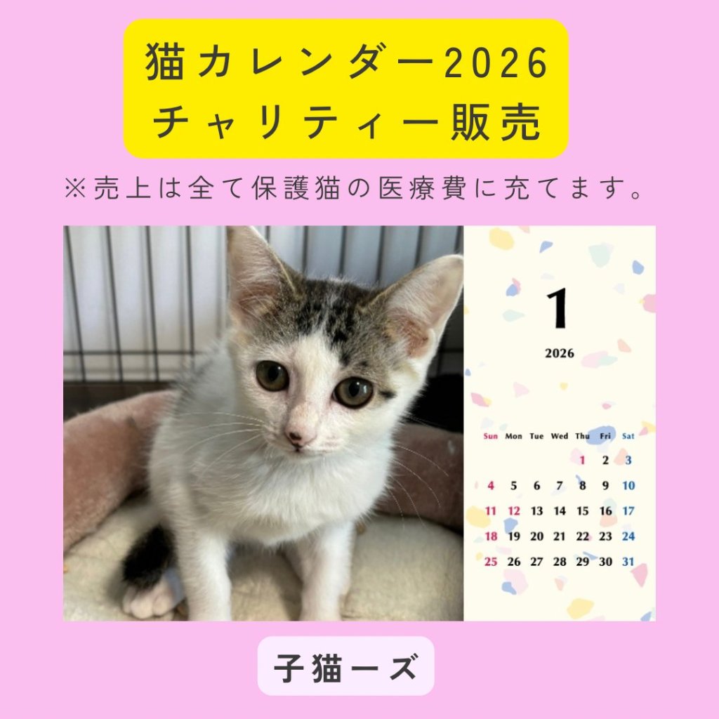 子猫ーズ2026年カレンダーの画像