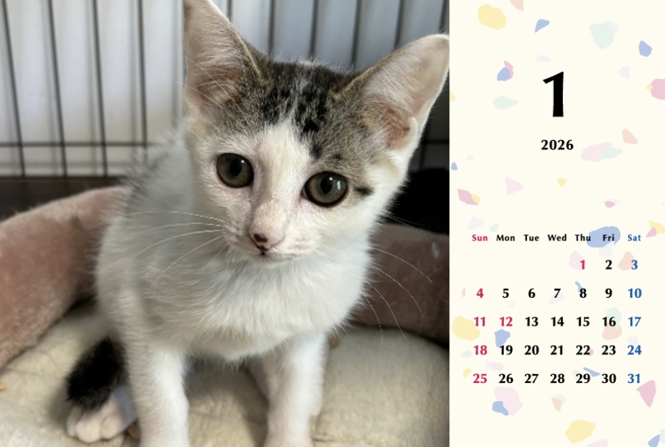 子猫ーズ2026年カレンダーの画像