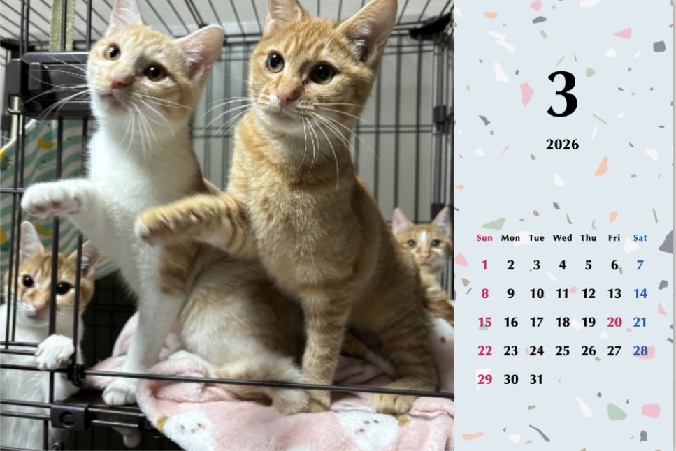 子猫ーズ2026年カレンダーの画像