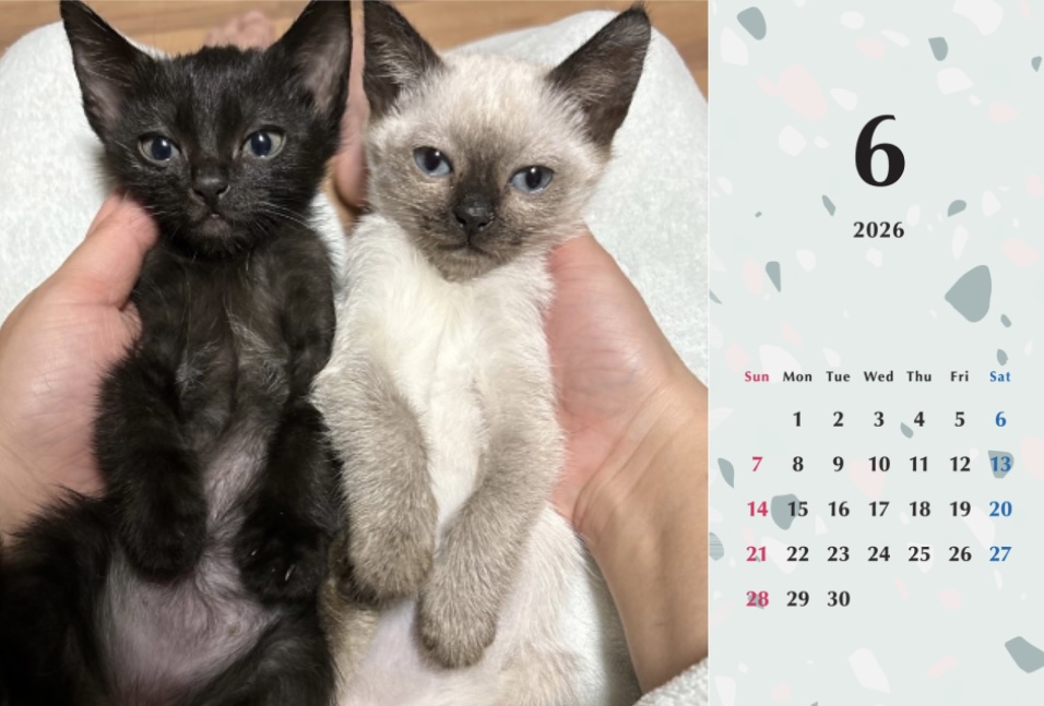 子猫ーズ2026年カレンダーの画像