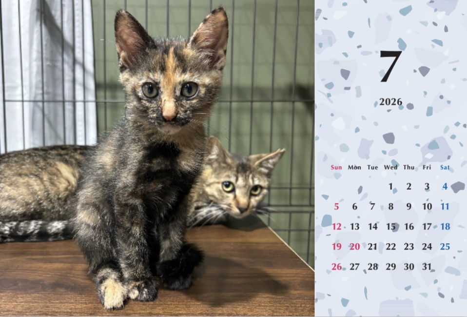 子猫ーズ2026年カレンダーの画像