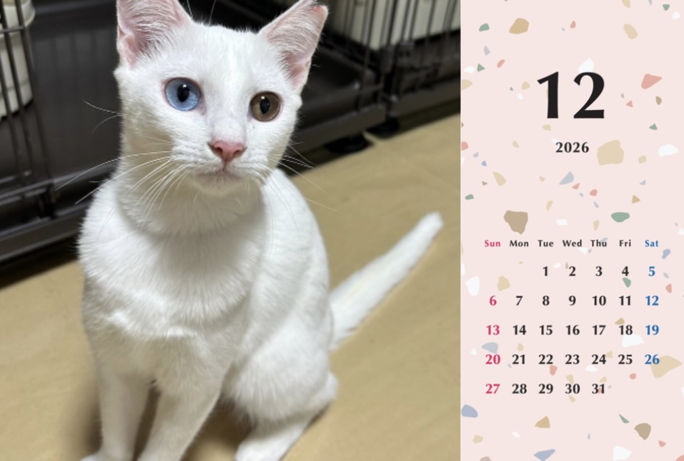 子猫ーズ2026年カレンダーの画像