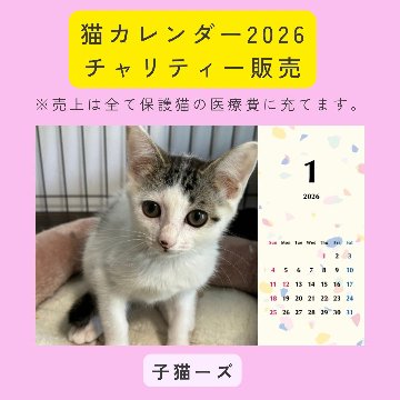 子猫ーズ2026年カレンダーの画像