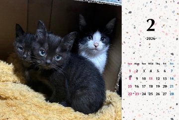 子猫ーズ2026年カレンダーの画像