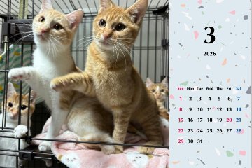 子猫ーズ2026年カレンダーの画像