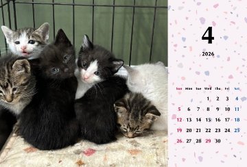 子猫ーズ2026年カレンダーの画像