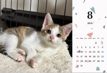 子猫ーズ2026年カレンダーの画像