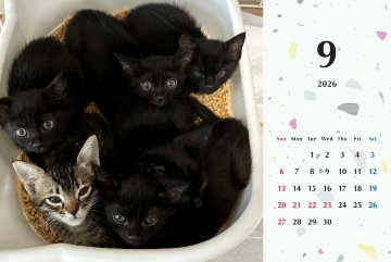 子猫ーズ2026年カレンダーの画像