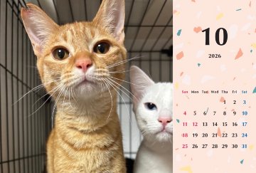 子猫ーズ2026年カレンダーの画像