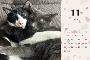 子猫ーズ2026年カレンダーの画像
