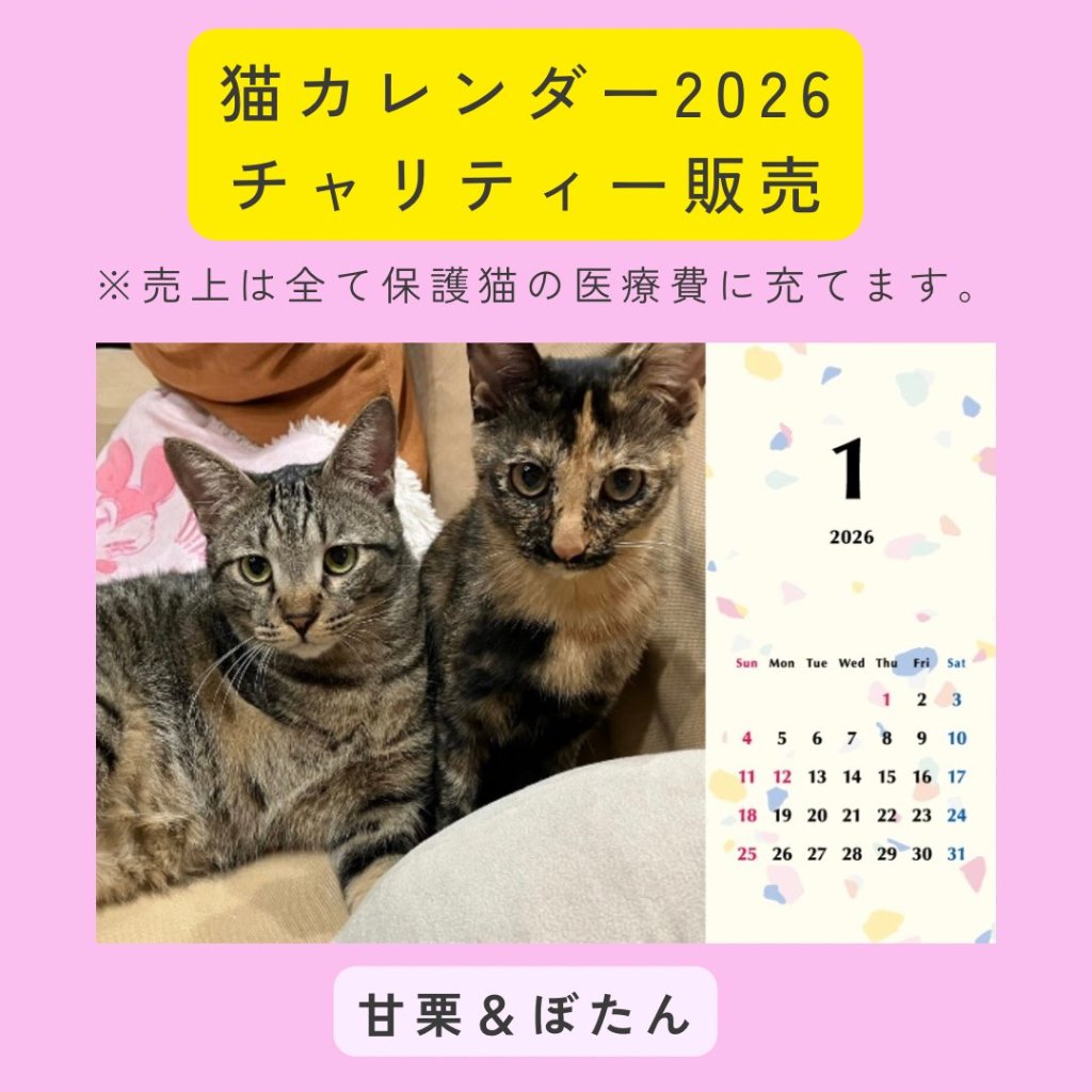 あまぼた2026年カレンダーの画像