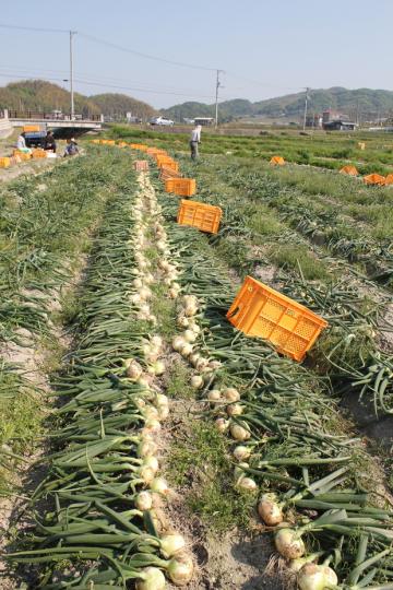 坪井農園の腐らない新玉ねぎの画像