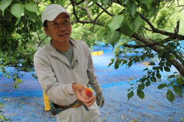 完熟南高梅の画像