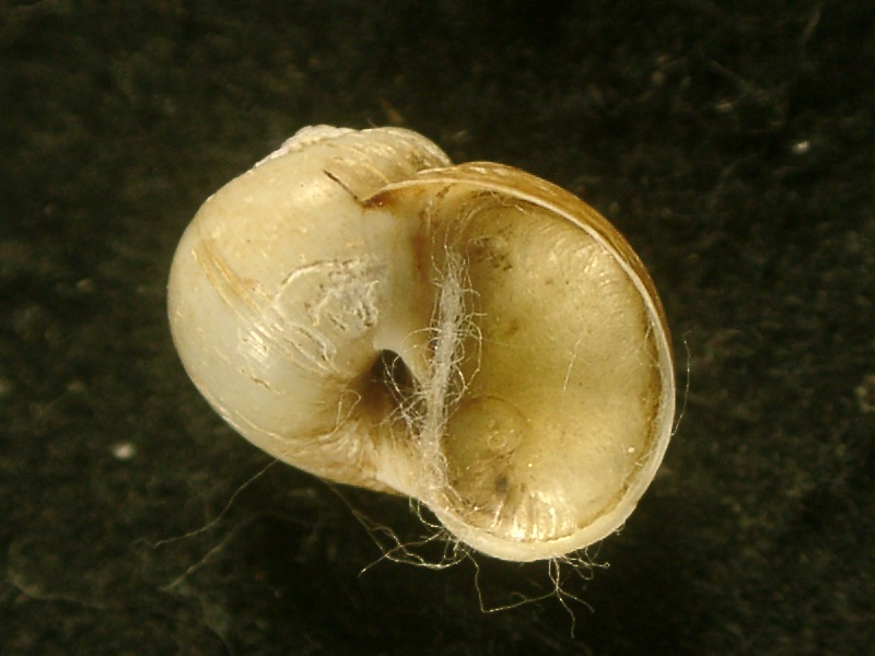 タマガイ科｜貝殻標本店「F]