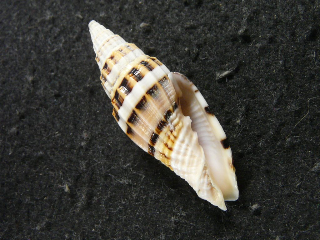 クチベニオトメフデ(大型) ミノムシガイ科 フデガイ