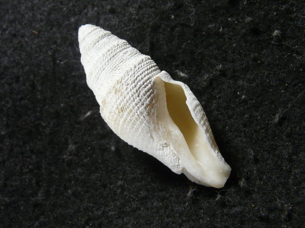 クダマキガイ科｜貝殻標本店「F]