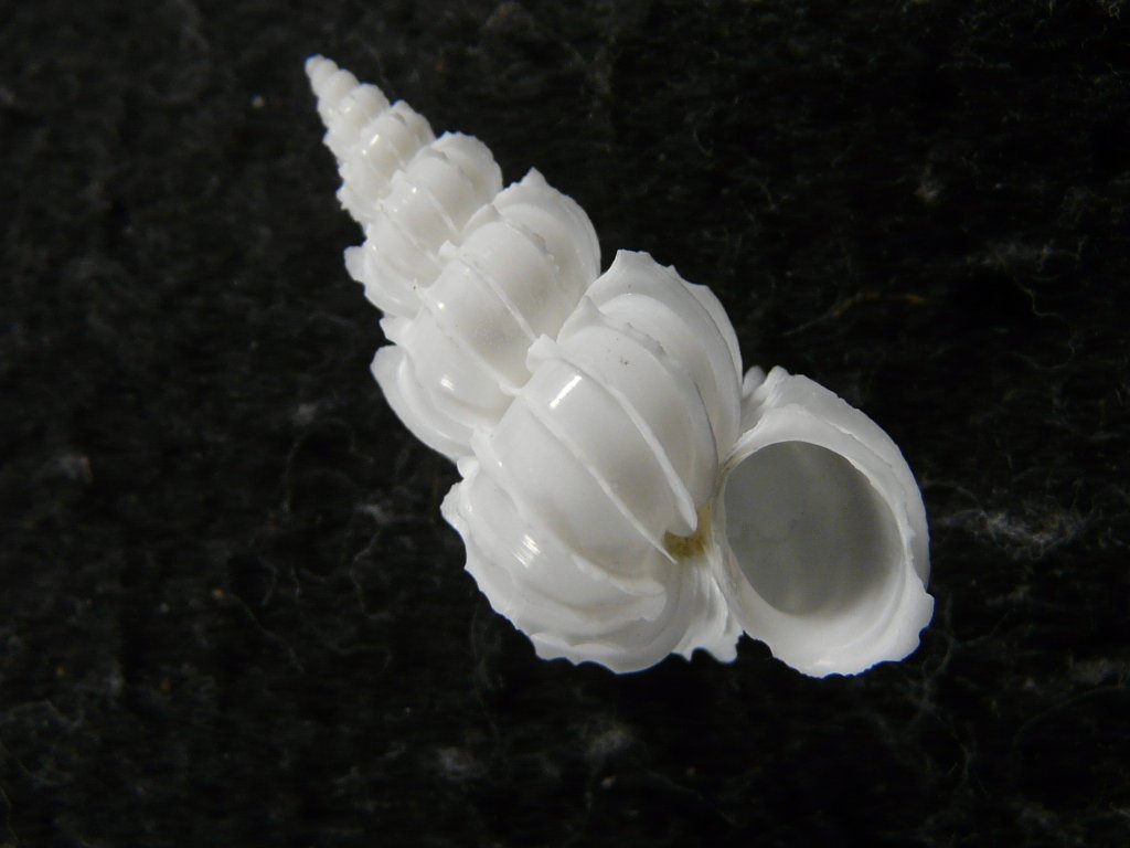 貝殻標本トゲトゲイトグルマガイ（蓋つき）