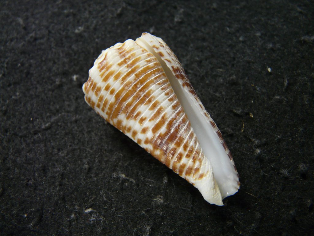 標本紹介 ☆貝☆貝殻☆標本☆イモガイ系、名前？