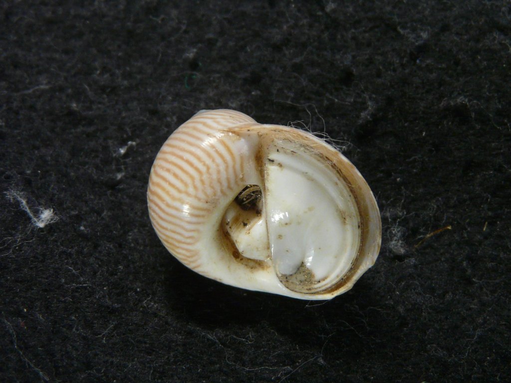 タマガイ科｜貝殻標本店「F]