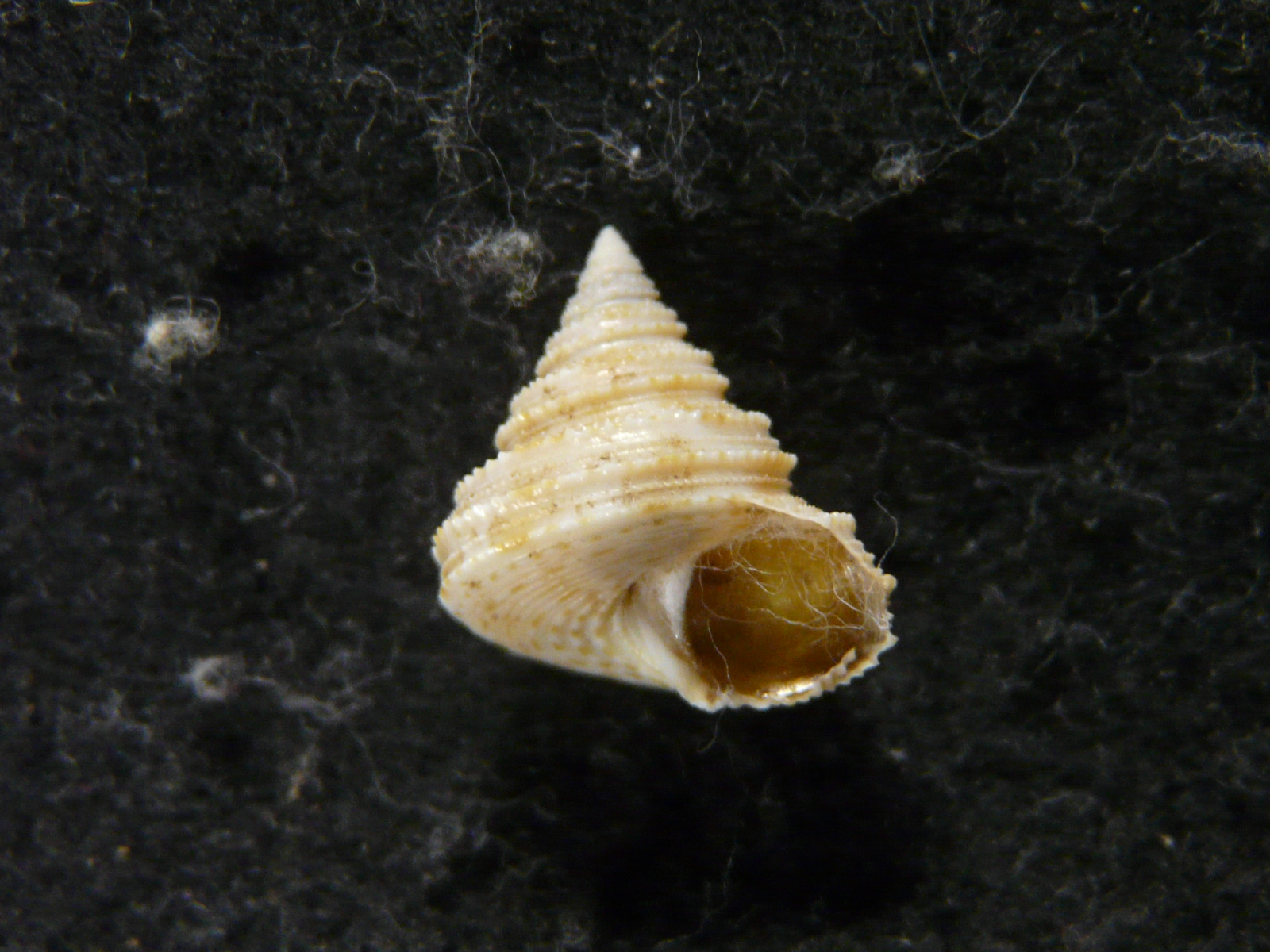 貝殻 貝標本 ウスヘソコダママイマイ - 標本用品