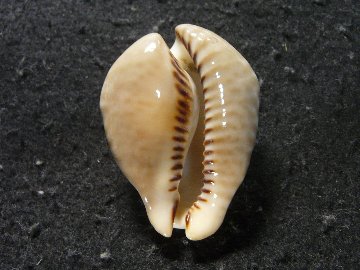 Muracypraea mus biscornis tristensis (Petuch, 1987)　画像