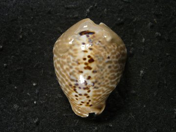 Muracypraea mus biscornis tristensis (Petuch, 1987)　画像
