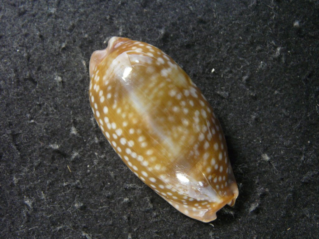 貝 貝殻 貝殻標本 貝標本 / オオサマダカラ タカラガイ 世界五名宝 
