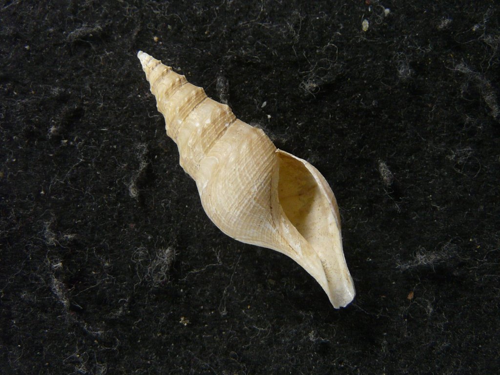 クダマキガイ科｜貝殻標本店「F]