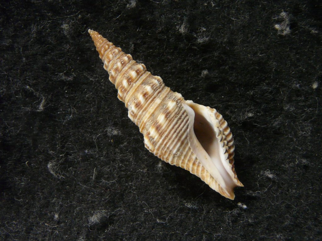 クダマキガイ科｜貝殻標本店「F]