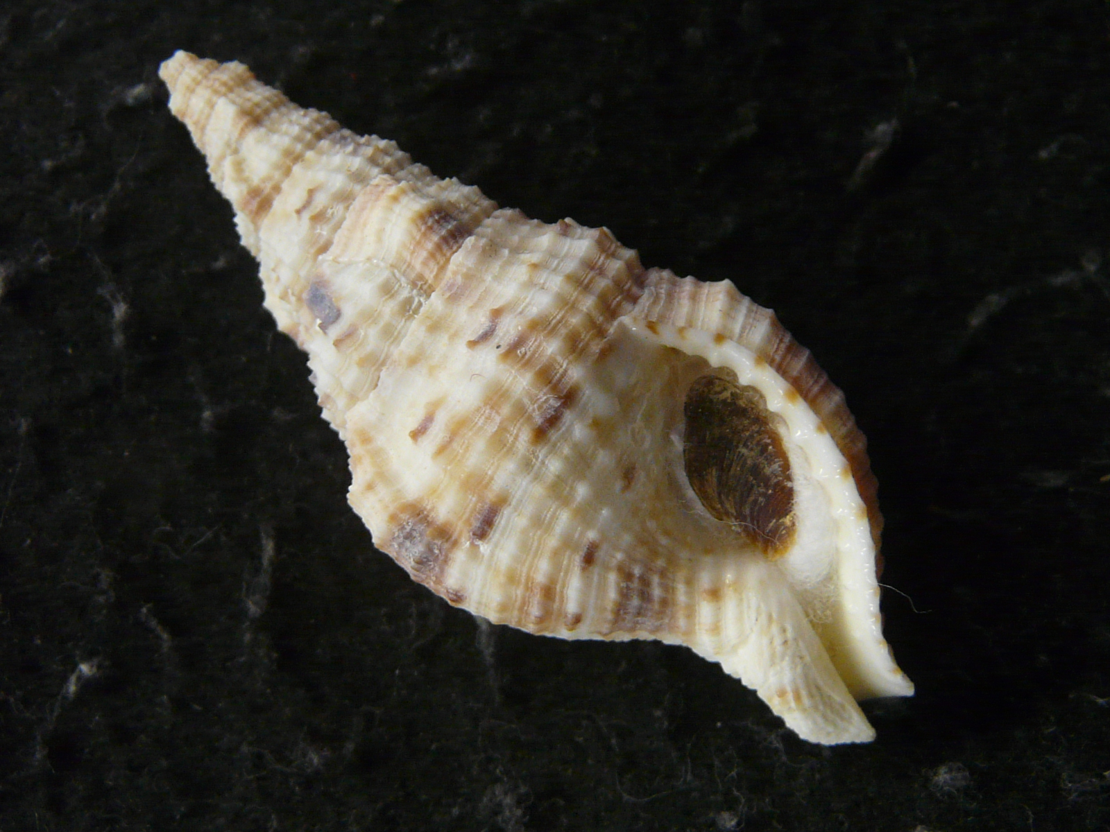 貝殻標本「Chicoreus brunneus huttoniae (Wright