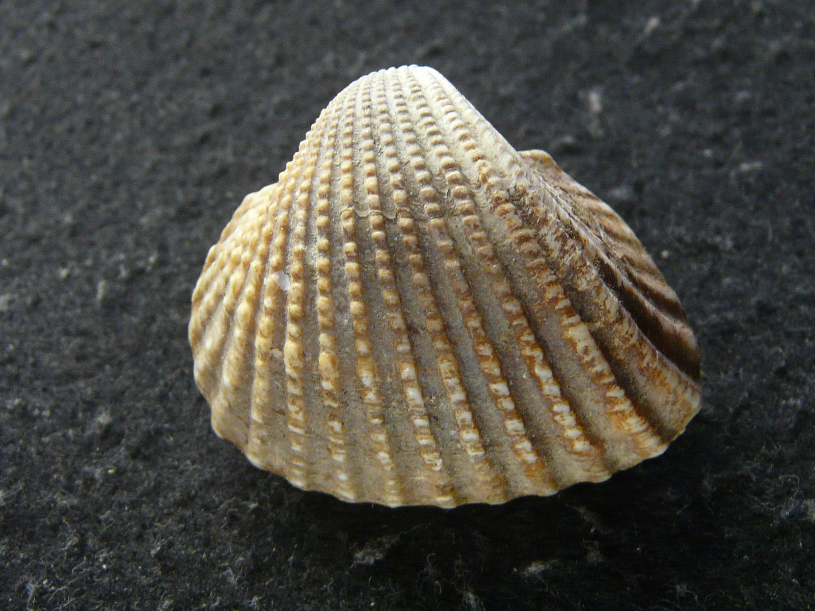 貝標本 貝殻 チイサコダママイマイ - 標本用品
