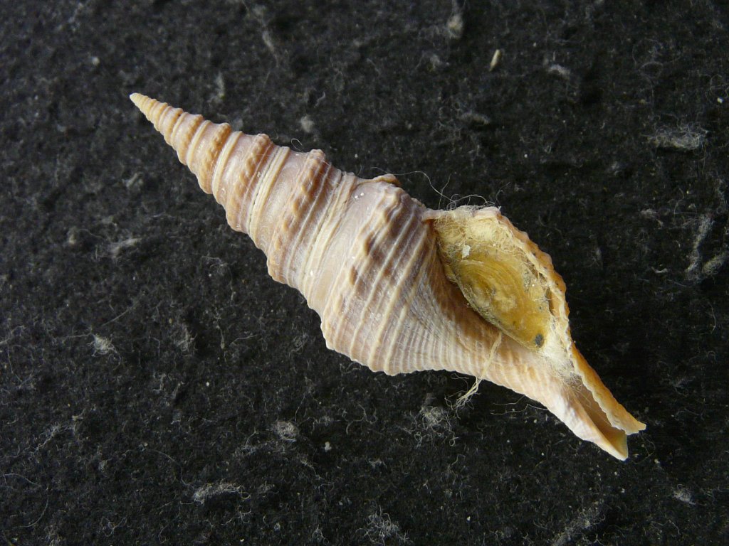 クダマキガイ科｜貝殻標本店「F]