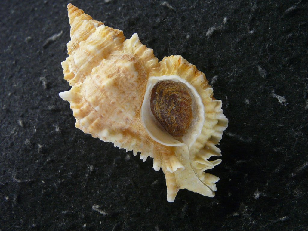 貝殻標本　テングニシ 貝殻標本 テングニシ