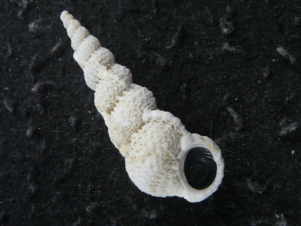 2025，人気 貝殻標本 トゲトゲイトグルマガイ（蓋つき）