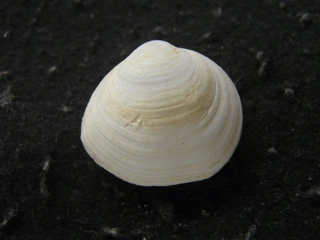 Pectinida-0164ニシキヒヨク-5大40mm+美品 貝 貝殻 貝類標本