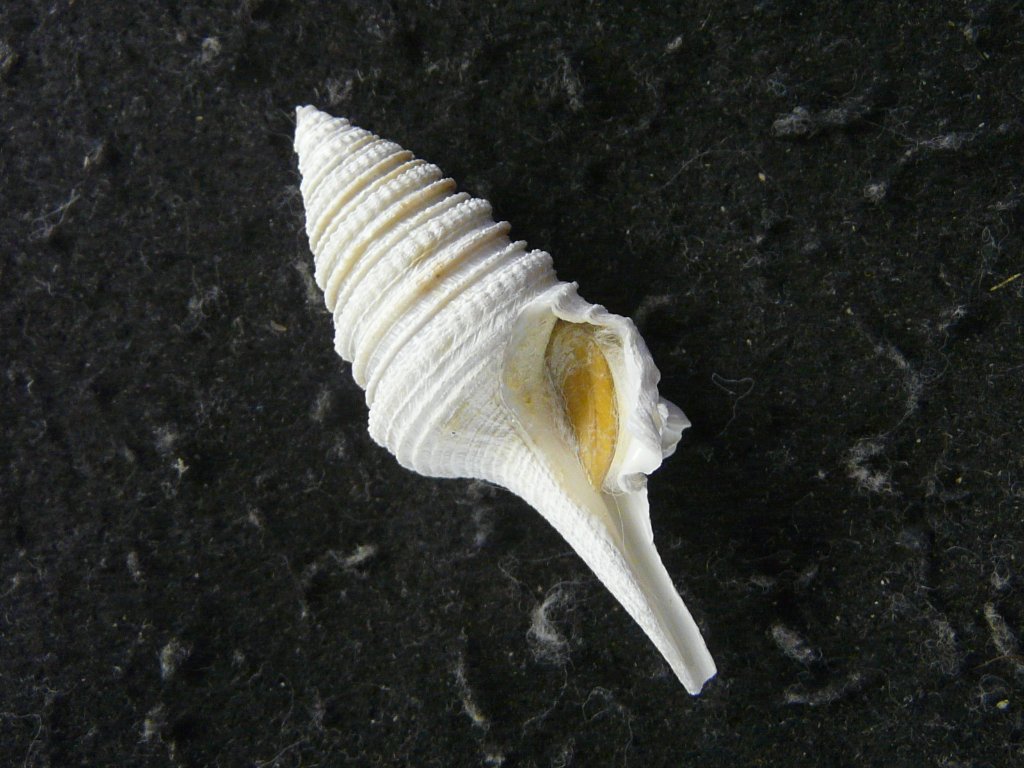 クダマキガイ科｜貝殻標本店「F]