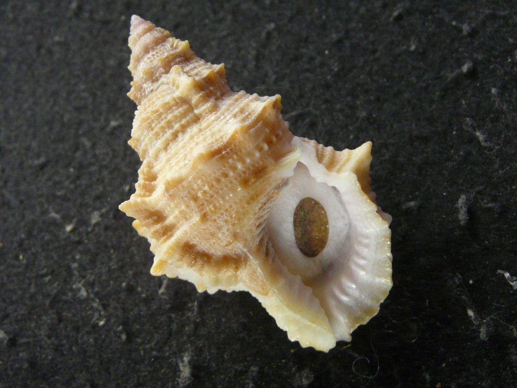 超希少)アツクチナルトボラ ソマリア共和国産 貝殻 超希少)アツクチ