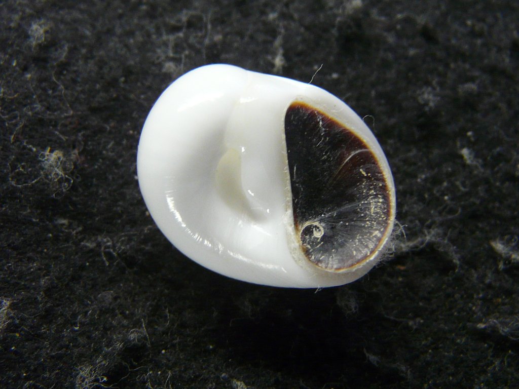 【fossil】二枚貝８３種類タマガイ科他４１種類フトコロガイ科他４３種類 フトコロガイ科 アーカイブ | 由比ヶ浜貝殻図鑑