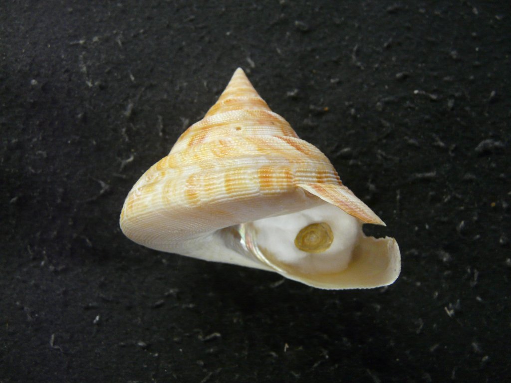 貝殻 標本 コシダカオキナエビス 特大 - 科学、自然
