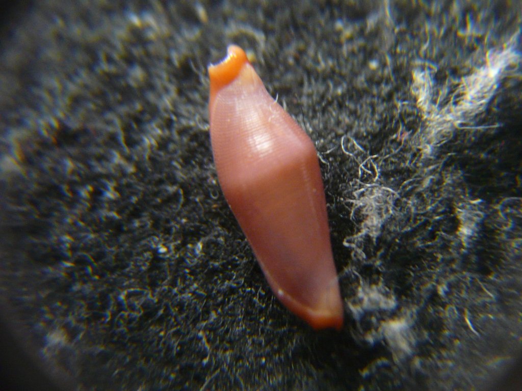 海辺の生き物【ウサギとカイ】 - アース・ミュージアム元宇品