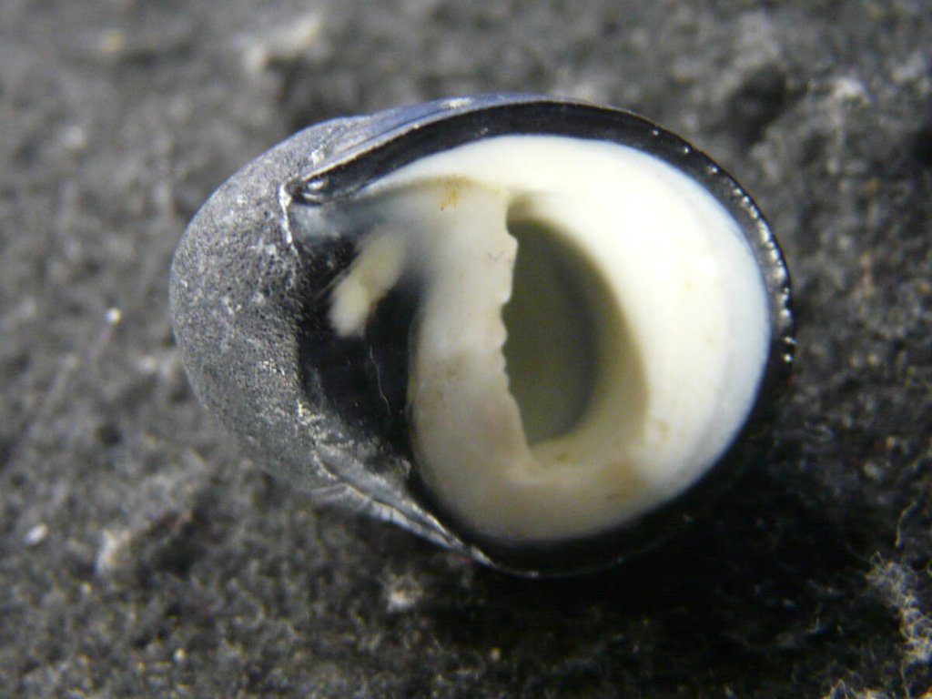 貝 貝殻 標本 タカラガイ ピンクメンコイダカラ