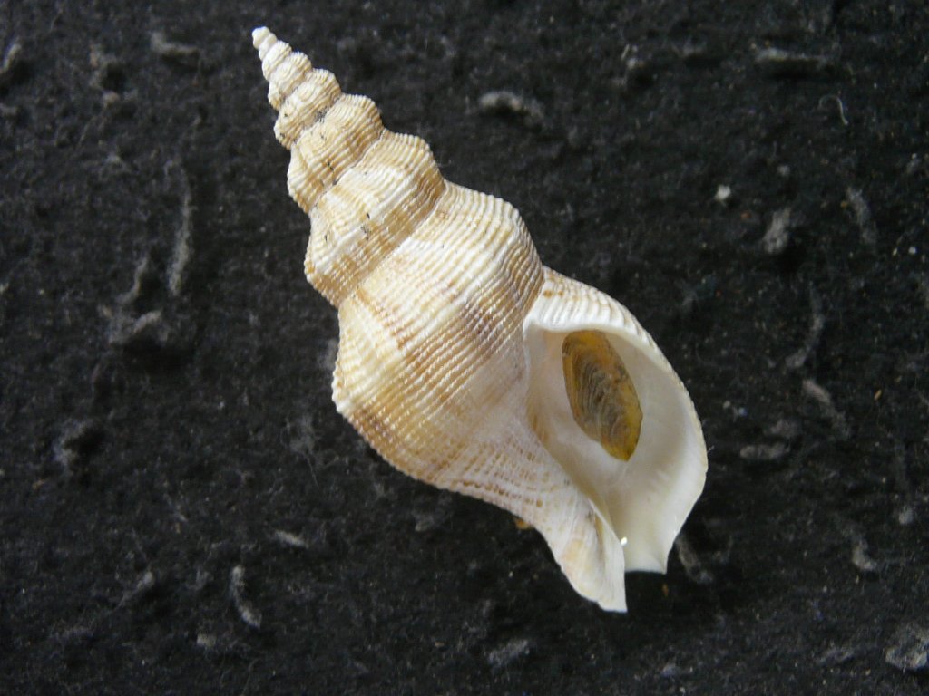 エゾバイ科・イトマキボラ科｜貝殻標本店「F]