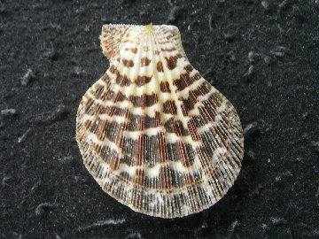 ニシキオウギの画像