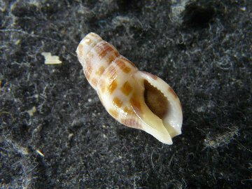 コゲイロホラダマシの画像
