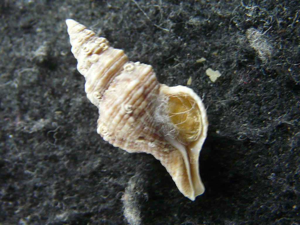 (特大) 蓋付きワダチバイ オホーツク海産　貝殻 特大) 蓋付きワダチバイ オホーツク海産 貝殻 - メルカリ