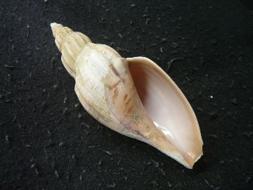 ホンヒタチオビの画像