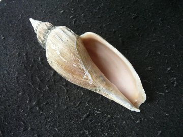 シワヒタチオビの画像